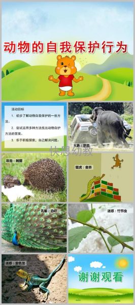 爬行动物有哪些(我们应该如何保护它们)