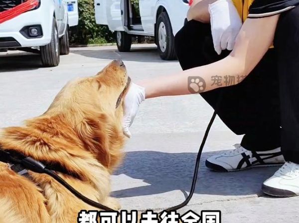 爱宠( 你会如何照顾你的爱宠呢)