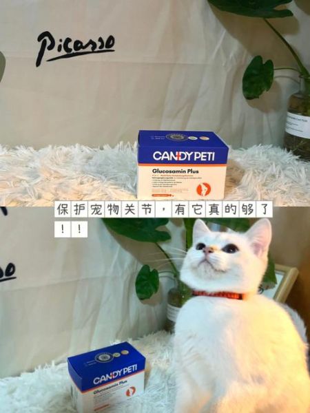 爱宠( 你会如何照顾你的爱宠呢)