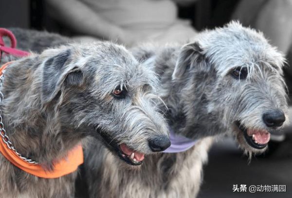 爱尔兰猎狼犬( 需要特别注意什么)
