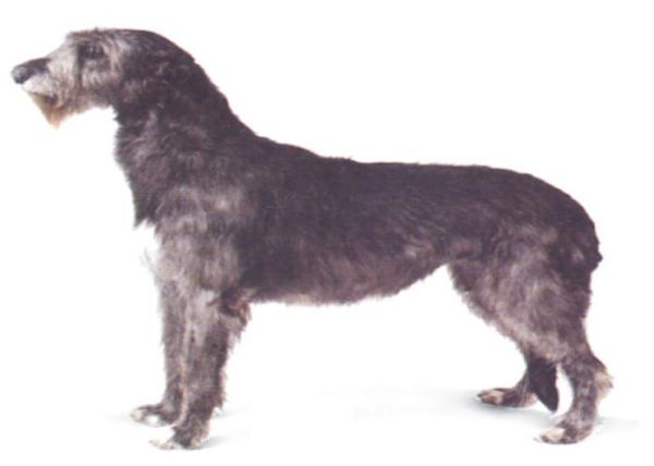 爱尔兰猎狼犬( 需要特别注意什么)