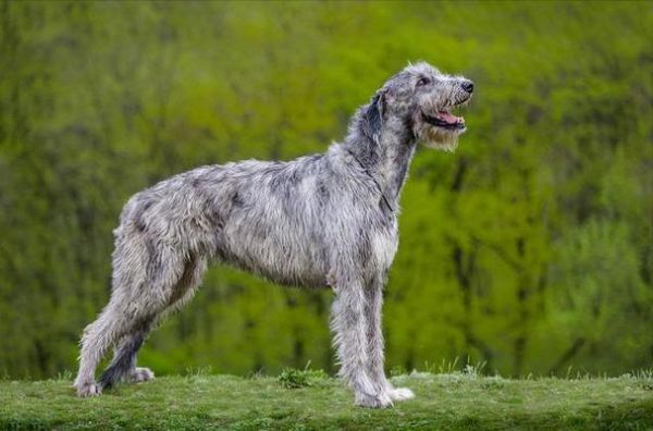 爱尔兰猎狼犬图片(它真的像传说中那么威猛吗)