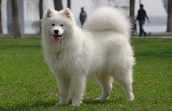 爱斯基摩犬图片(它们到底有什么区别)