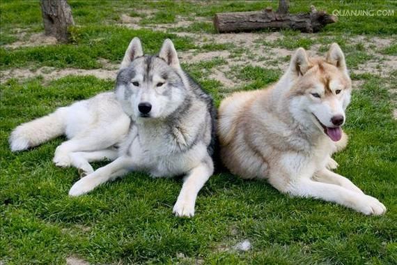 爱斯基摩犬图片(它们到底有什么区别)