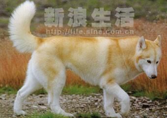 爱斯基摩狗(谁在帮助它们恢复繁殖)