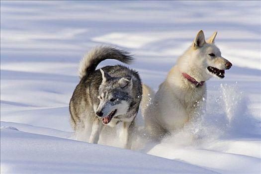爱斯基摩雪橇犬(它们是亲戚吗)