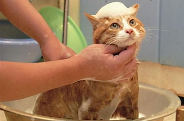 爱洗澡的猫猫(它在享受什么)
