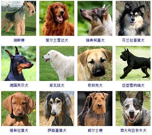爱狗网论坛(这里有各种品种等你挑选)