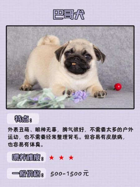 爱狗网论坛(这里有各种品种等你挑选)