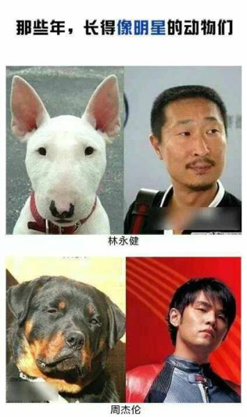 牛头梗 孙红雷(到底谁更像谁)