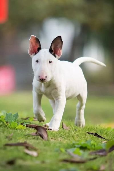 牛头梗犬( 它能学会很多技能吗)