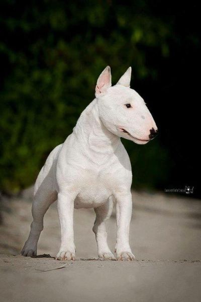 牛头梗犬类(它们真的会为了主人而战吗)