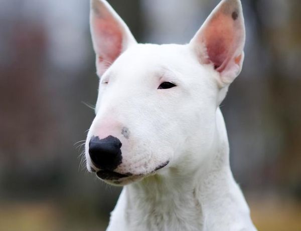 牛头梗犬类(它们真的会为了主人而战吗)