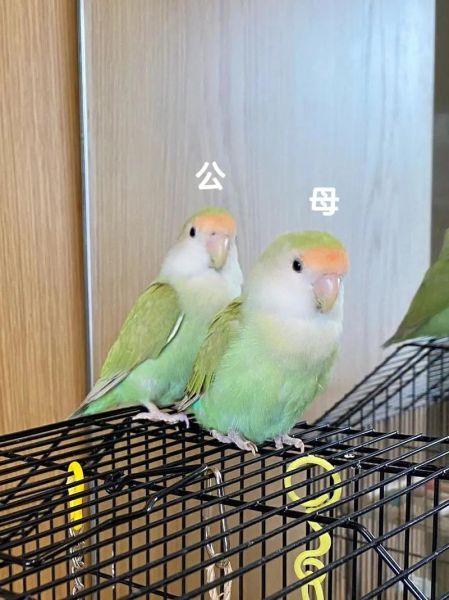牡丹鹦鹉怎么分公母(摸摸屁股就知道)