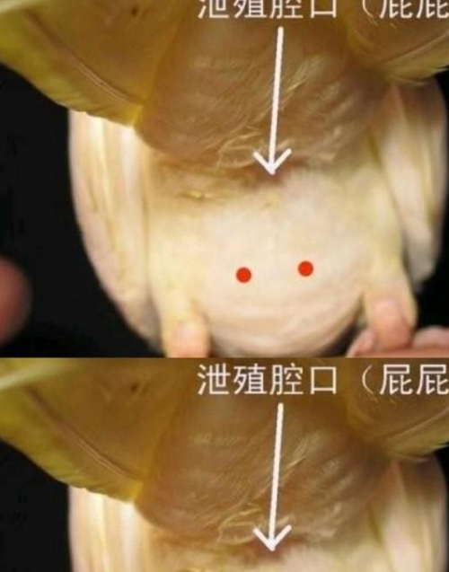 牡丹鹦鹉怎么分公母(摸摸屁股就知道)