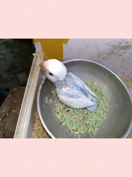 牡丹鹦鹉繁殖(怎么让它们健康地繁殖)