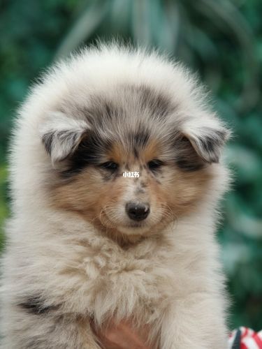 牧羊犬(但它也能当个温柔的陪伴犬吗)
