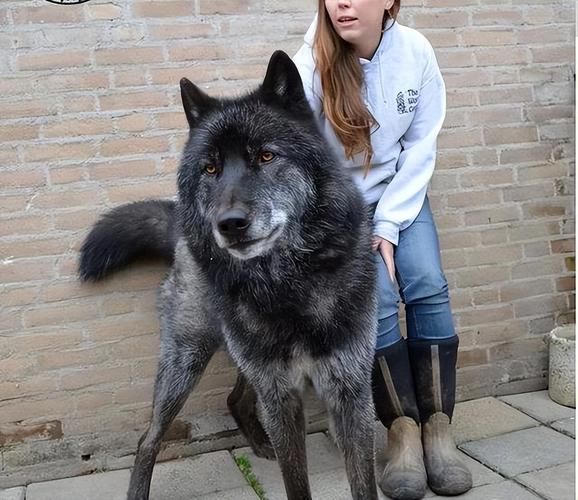 牧羊犬价格(什么样的牧羊犬最贵)