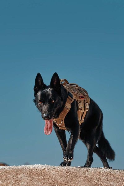 牧羊犬图片( 你敢挑战它们吗)