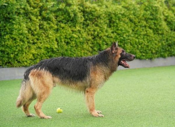 牧羊犬在线(牧羊犬在线为你揭秘)