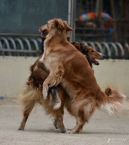 牧羊犬打架(谁会赢得这场战斗)