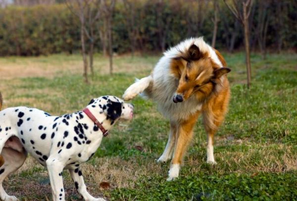牧羊犬狗(它们还能做什么呢)