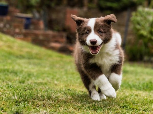 牧羊犬狗(它们还能做什么呢)