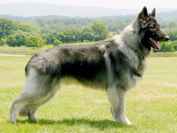 牧羊犬种类(哪种最适合当宠物)
