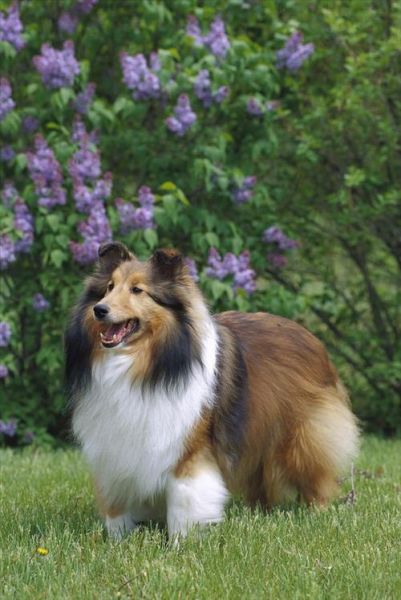 牧羊犬种类(哪种最适合当宠物)