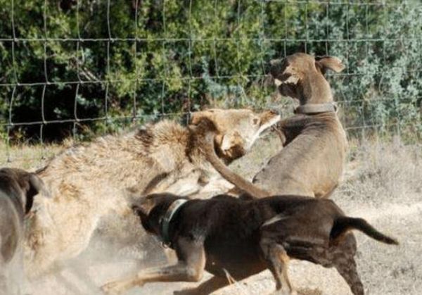 牧羊犬视频(它能打败入侵的野狼吗)