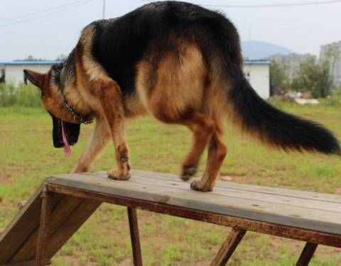 牧羊犬训练(怎样才能训练出优秀牧羊犬)
