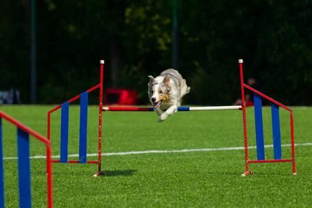 牧羊犬训练(怎样才能训练出优秀牧羊犬)