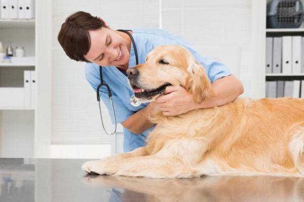 牵犬师(究竟是做什么的)