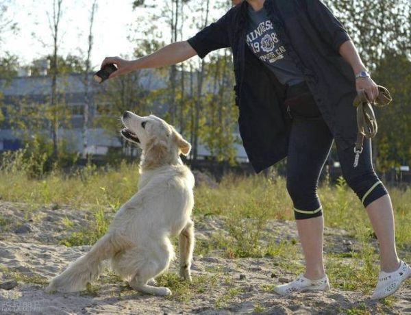 牵犬师(究竟是做什么的)