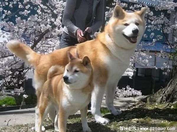 犬(它们都是一样的吗)
