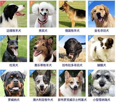 犬(它们都是一样的吗)