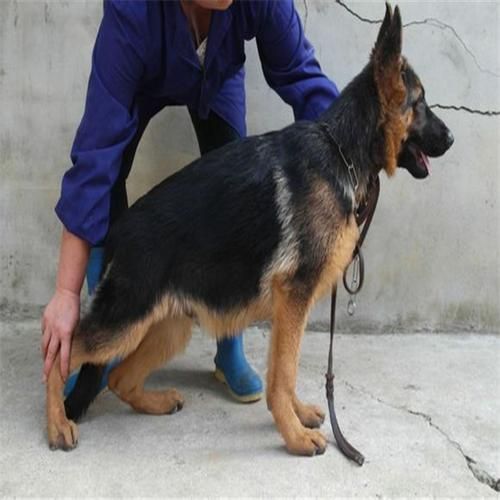 犬业信息网(犬业信息网能满足你吗)
