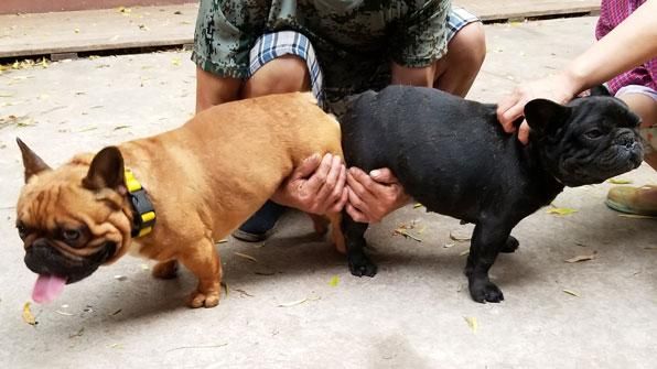 犬交网(狗狗配种网帮您实现)