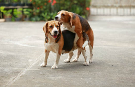 犬交网(狗狗配种网帮您实现)