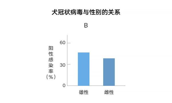 犬冠状病毒(成犬也容易得吗)