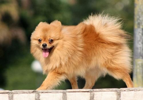 犬冠状病毒(成犬也容易得吗)