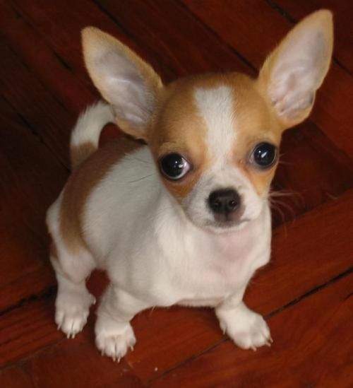 犬品种(还是萌萌哒的吉娃娃)