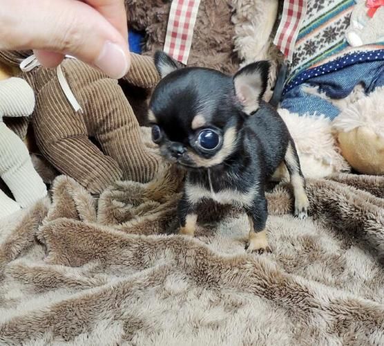 犬品种(还是萌萌哒的吉娃娃)