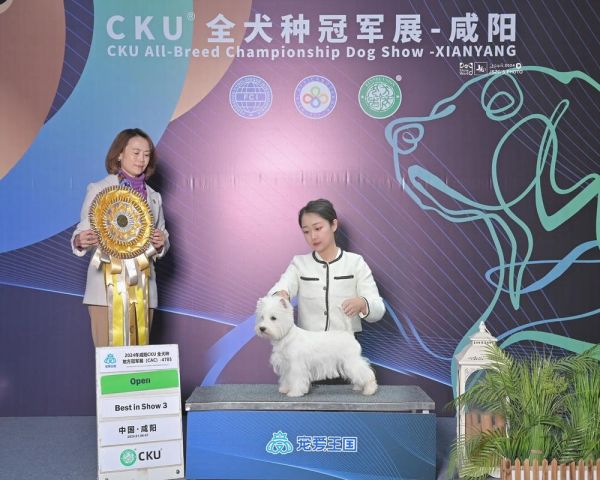犬展(冠军犬是怎么选出来的)