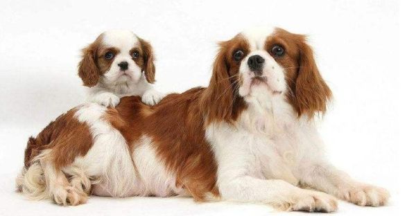 犬打(是天性还是后天养成的)