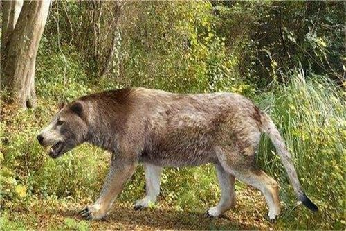 犬熊(它们谁更厉害)
