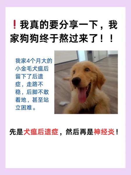 犬瘟(我家狗狗该怎么预防呢)