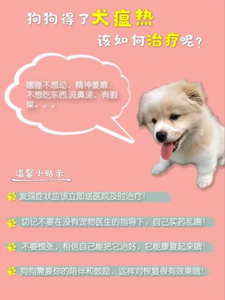 犬瘟后期(怎样才能让狗狗好起来)