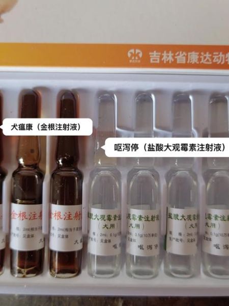 犬瘟热初期怎么治疗( 初期治疗方法有哪些)