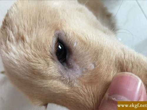 犬瘟热初期症状(这是犬瘟热的前兆吗)